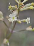 : - Silene mellifera