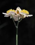 Knollenwiesenraute - Thalictrum tuberosum