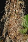 : - Alocasia brisbanensis