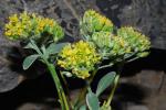 :-Alyssum lassiticum