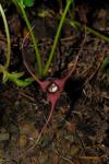 Geschwänzte Haselwurz - Asarum caudatum