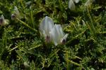 : - Astragalus angustifolius