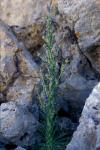 : - Campanula aizoides