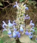 Mexikanische Chia - Salvia hispanica
