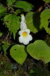 : - Chirita macrophylla