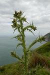 Sumpf-Kratzdistel - Cirsium palustre