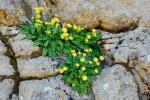 : - Crepis auriculifolia