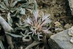 : - Cyanus baldaccii