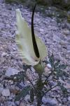 Gemeine Drachenwurz - Dracunculus vulgaris
