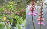 : - Securidaca diversifolia