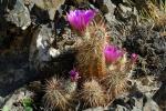 Bartkaktus - Echinocereus engelmannii