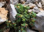 : - Euphorbia herniariifolia