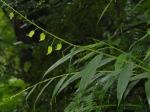 : - Globba emeiensis