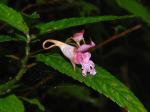 : - Impatiens oxyanthera