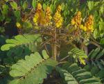 : - Senna reticulata