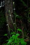 : - Lobelia pteropoda
