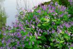 : - Orychophragmus violaceus