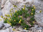 : - Phagnalon pygmaeum