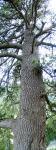 Schlangenhaut-Kiefer - Pinus heldreichii