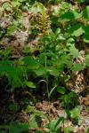 Orange Waldhyazinthe-Platanthera ciliaris