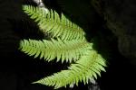 Grannen-Schildfarn - Polystichum setiferum