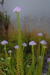 : - Pseudoselago serrata