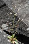 : - Saxifraga michauxii