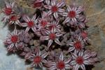 Spanischer Mauerpfeffer - Sedum hispanicum