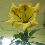 Goldkelch - Solandra grandiflora