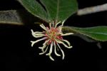 : - Trichocladus crinitus