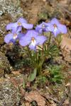 Vogelfuß-Veilchen - Viola pedata