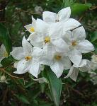 Kartoffelwein - Solanum laxum