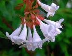 Großblütige Abelie - Abelia grandiflora