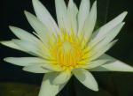 Zwerg-Seerose - Nymphaea tetragona