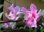 Straucheibisch - Hibiscus syriacus