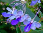 : - Rotheca myricoides subsp. myricoides