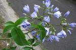 Costa-Rica-Nachtschatten - Solanum wendlandii