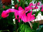 Weihnachts-Kaktus - Schlumbergera bridgesii