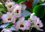 :-Dendrobium loddigesii