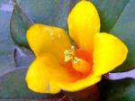 : - Lysimachia christinae