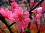 Pfirsichbaum - Prunus persica