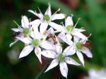 Knoblauch-Schnittlauch - Allium tuberosum