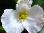 : - Echinodorus grandiflorus