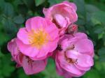 Vielblütige Rose - Rosa multiflora