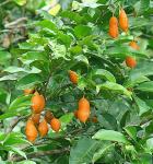 : - Swartzia simplex