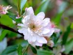 :-Cerasus japonica var. japonica