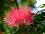 Seidenbaum-Albizia julibrissin