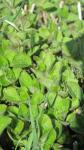 Oregano-Origanum vulgare