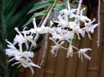: - Dendrobium anosmum