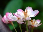 Halls Apfel - Malus halliana